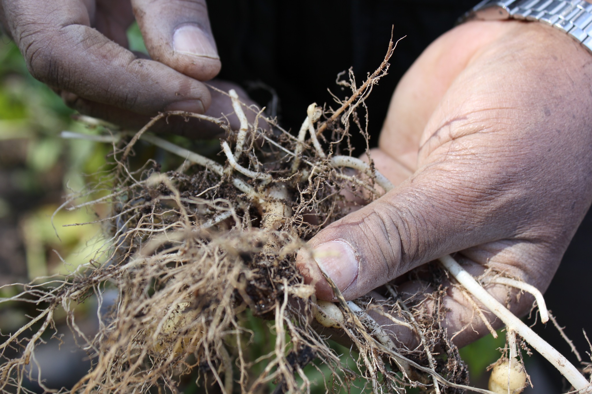 Nematodes shop in soil
